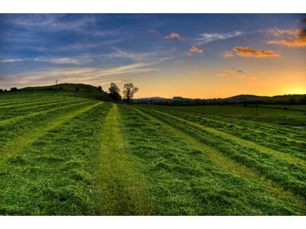 Picture of a green field